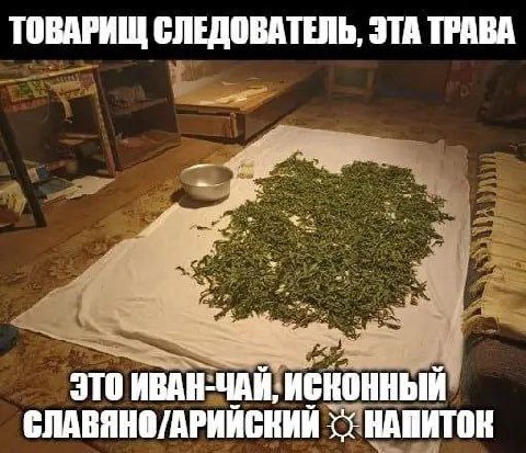 ЭТА ТРАВА ТОВАРИЩ СЛЕДОВАТЕЛЬ, И ЭТО ИВАН-ЧАЙ, ИСКОННЫЙ СЛАВЯНО/АРИЙСКИЙ НАПИТОК