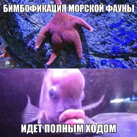 БИМБОФИНАЦИЯ МОРСКОЙ ФАУНЫ ИДЕТ ПОЛНЫМ ХОДОМ