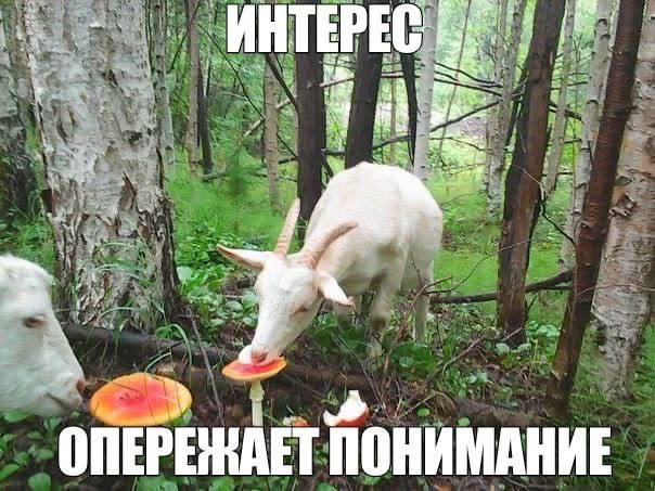 ИНТЕРЕС a 1 =i ОПЕРЕНАЕТ ПОНИМАНИЕ