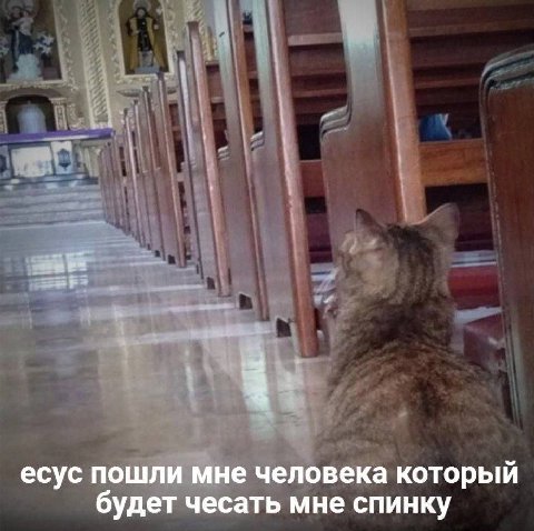 есус пошли мне человека который будет чесать мне спинку