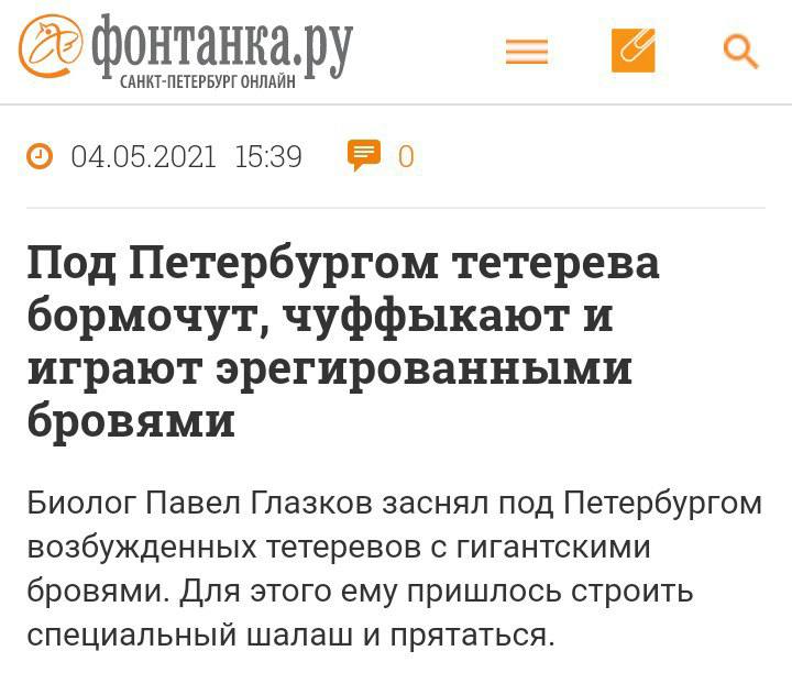 a (САНКТ-ПЕТЕРБУРГ ОНЛАЙН 04.05.2021 15:39 Под Петербургом тетерева бормочут, чуффыкают и играют эрегированными бровями Биолог Павел Глазков заснял под Петербургом возбужденных тетеревов с гигантскими