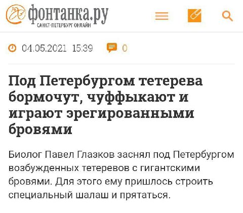 a (САНКТ-ПЕТЕРБУРГ ОНЛАЙН 04.05.2021 15:39 Под Петербургом тетерева бормочут, чуффыкают и играют эрегированными бровями Биолог Павел Глазков заснял под Петербургом возбужденных тетеревов с гигантскими