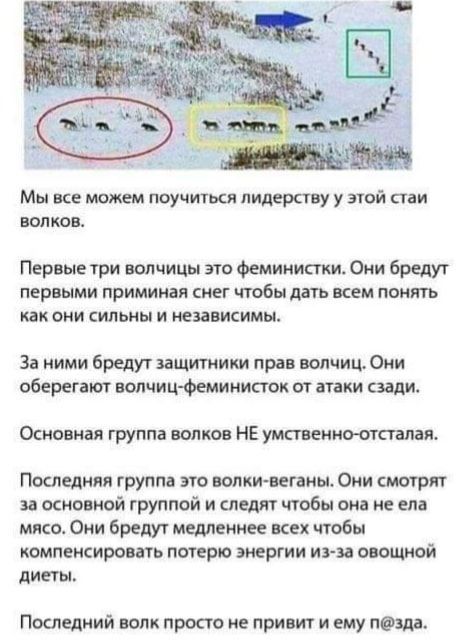 к. Я Мы все можем поучиться лидерству у этой стаи волков. Первые три волчицы это феминистки. Они бредут первыми приминая снег чтобы дать всем понять как они сильны и независимы. За ними бредут защитни
