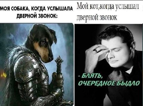 СОБАКА, КОГДА УСЛЫШАЛА Мой коткогда усльшал дверной звонок РЛЯТЬ, 47 ОЧЕРЕДНОЕБЫДЛО А