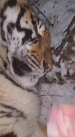 wig 7