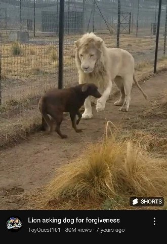 2 SHORTS To Lion asking dog for forgiveness ToyQuest1 01 SOM views years ago