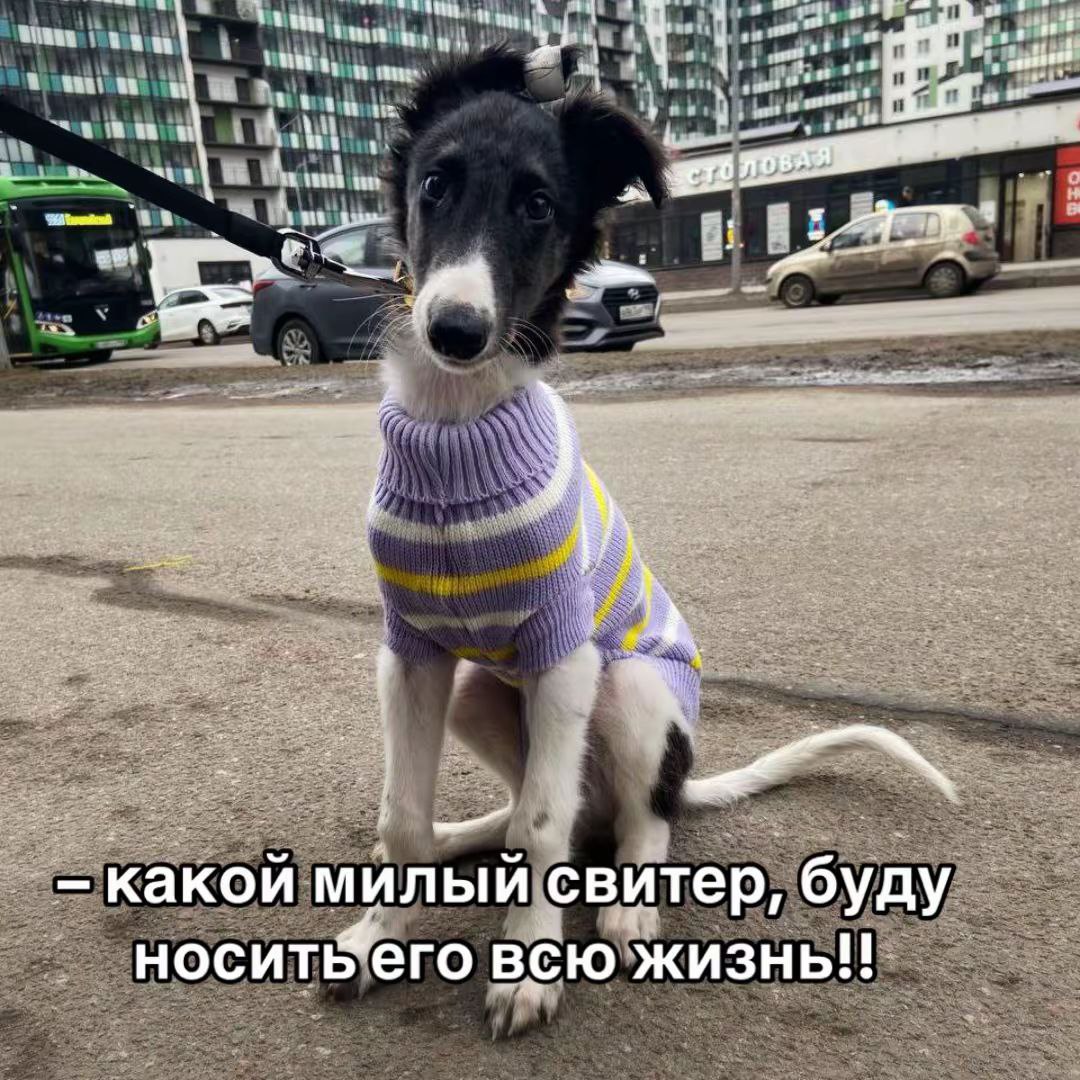 4 sort какой милый свитер, буду всю жизнь!!