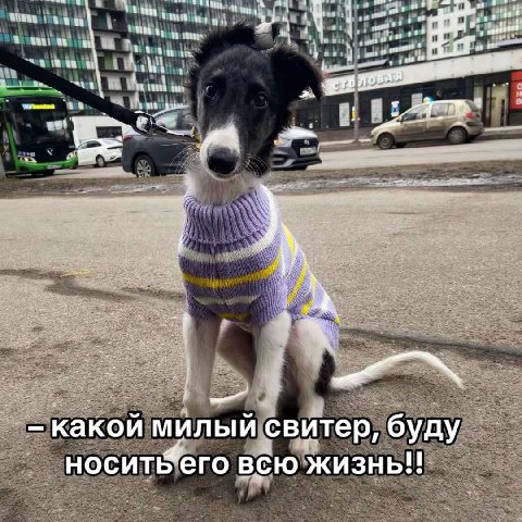 4 sort какой милый свитер, буду всю жизнь!!