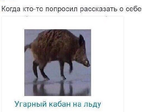 Когда кто-то попросил рассказать о себе Угарный кабан на льду