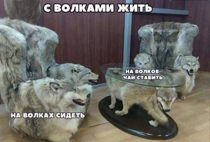 С ВОЛКАМИ ЖИТЬ НА ВОЛКОВ я ЧАЙ СТАВИТЬ НА ВОЛКАХ СИДЕТЬ