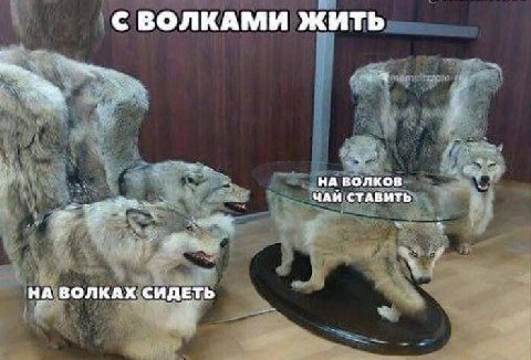 С ВОЛКАМИ ЖИТЬ НА ВОЛКОВ я ЧАЙ СТАВИТЬ НА ВОЛКАХ СИДЕТЬ