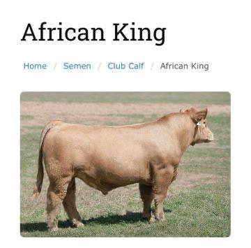 African King Home Semen Ciub African King