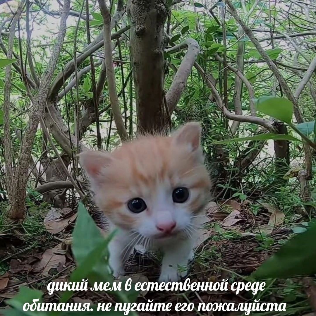 a 12 awk he 2 Wir. 3 4 4, дикий мем 6 естественной среде обштания. не пугаите его пожалуиста