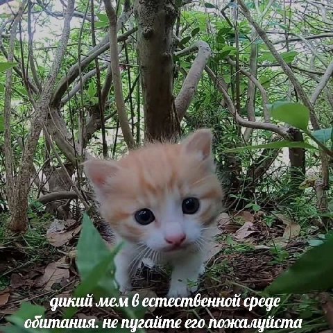 a 12 awk he 2 Wir. 3 4 4, дикий мем 6 естественной среде обштания. не пугаите его пожалуиста