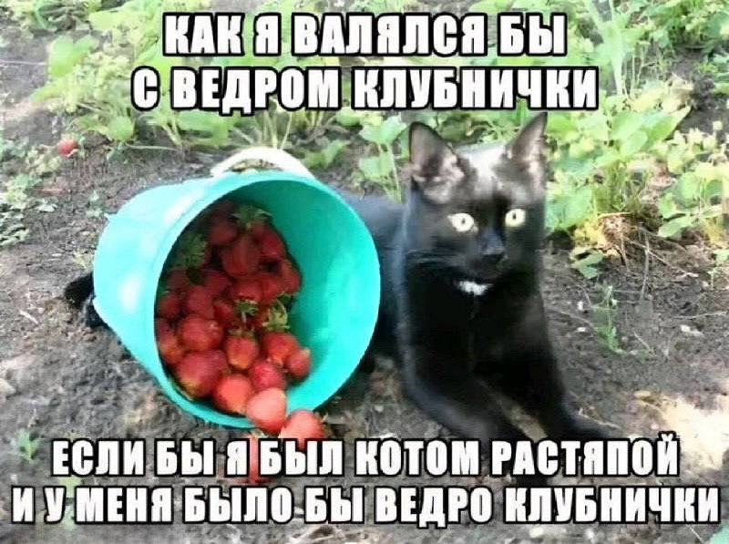 а ВАЛЯЛСЯ 4 КЛУБНИЧКИ, or. me a 7 4 a 4 КОТОМ ИУМЕНЯ БЫЛО-БЫ ВЕДРО КЛУБНИЧКИ