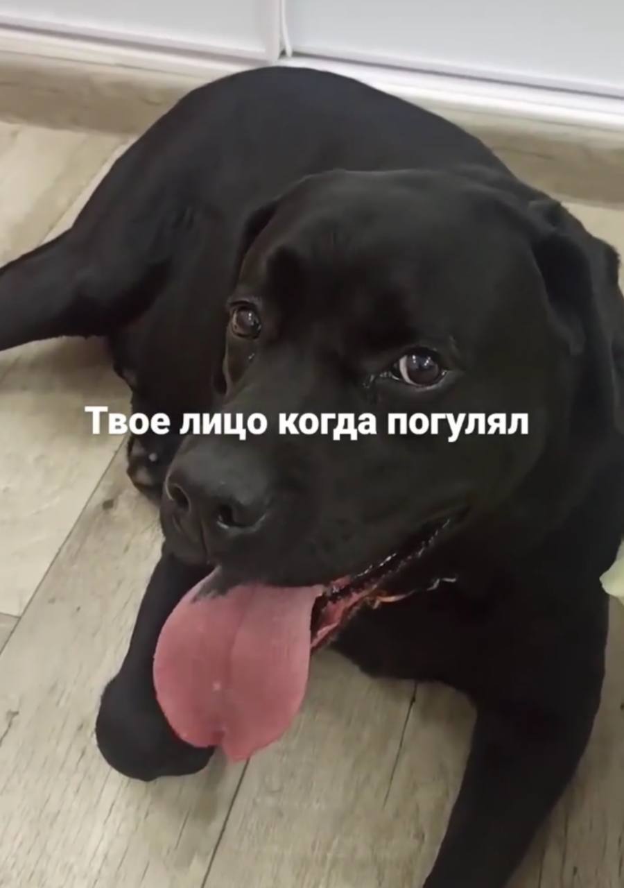 Твое лицо когда погулял