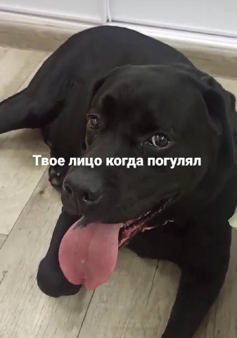 Твое лицо когда погулял