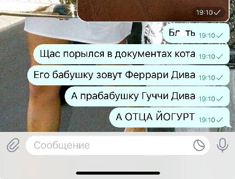 a 40. Щас порылся в документах кота Его бабушку зовут Феррари Дива А прабабушку Гуччи Дива А ОТЦА ЙОГУРТ 0
