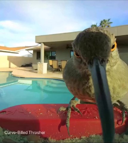Curve-Billed Thrasher