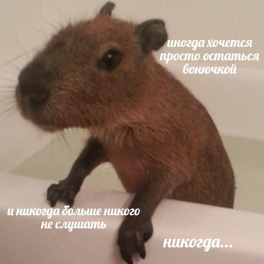 иногда хочется просто остаться бонючкой и никогда больше никого не слушать никогда...