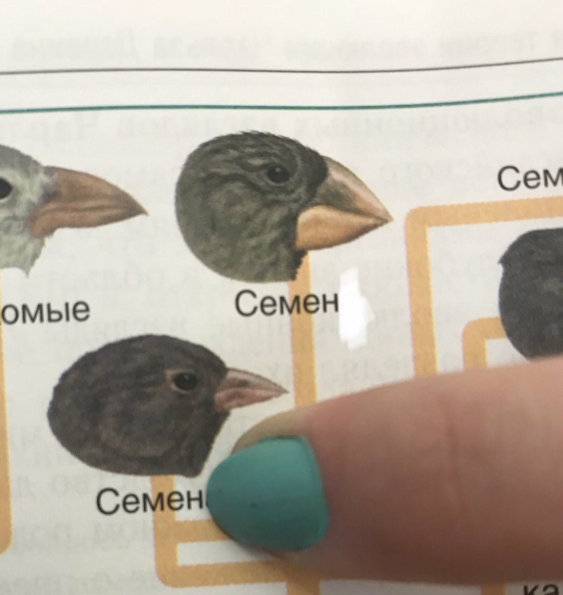 Сем омые Семен Семе