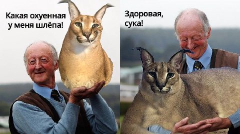 Какая охуенная Здоровая, сука! уменя шлёпа! у я