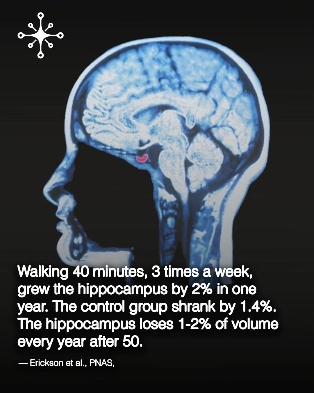 Walking 40 minutes, 3 times а week, grew the hippocampus 2% in one year. The control group shrank 1.4%. The hippocampus loses 1-2% of volume every year after 50. Erickson PNAS,