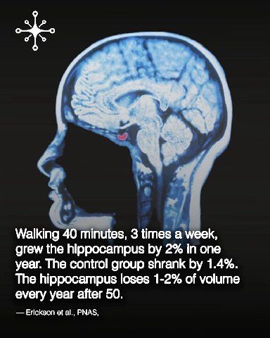 Walking 40 minutes, 3 times а week, grew the hippocampus 2% in one year. The control group shrank 1.4%. The hippocampus loses 1-2% of volume every year after 50. Erickson PNAS,