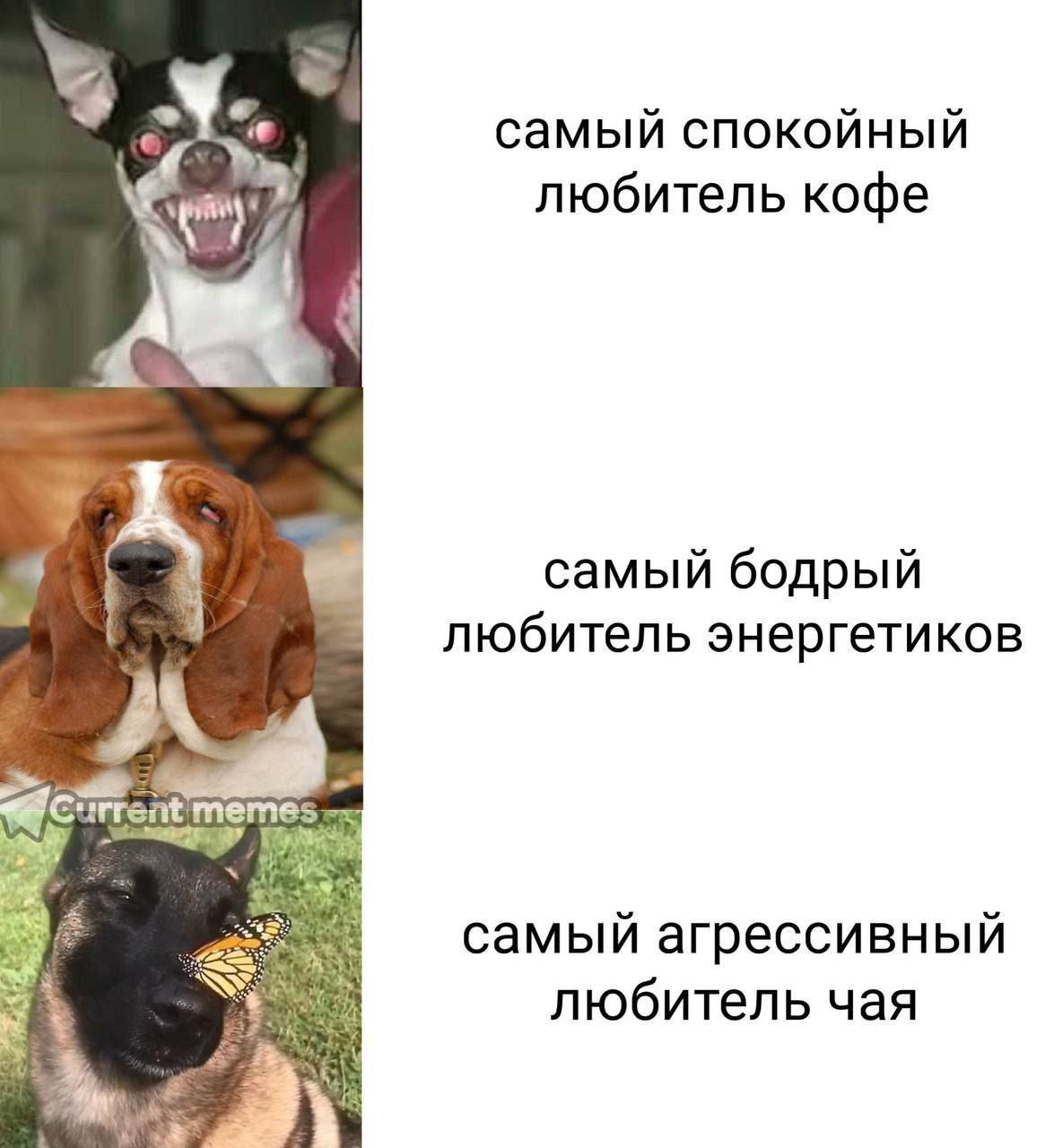 самый спокойный \4 любитель кофе самый бодрый любитель энергетиков AN самый агрессивный любитель чая