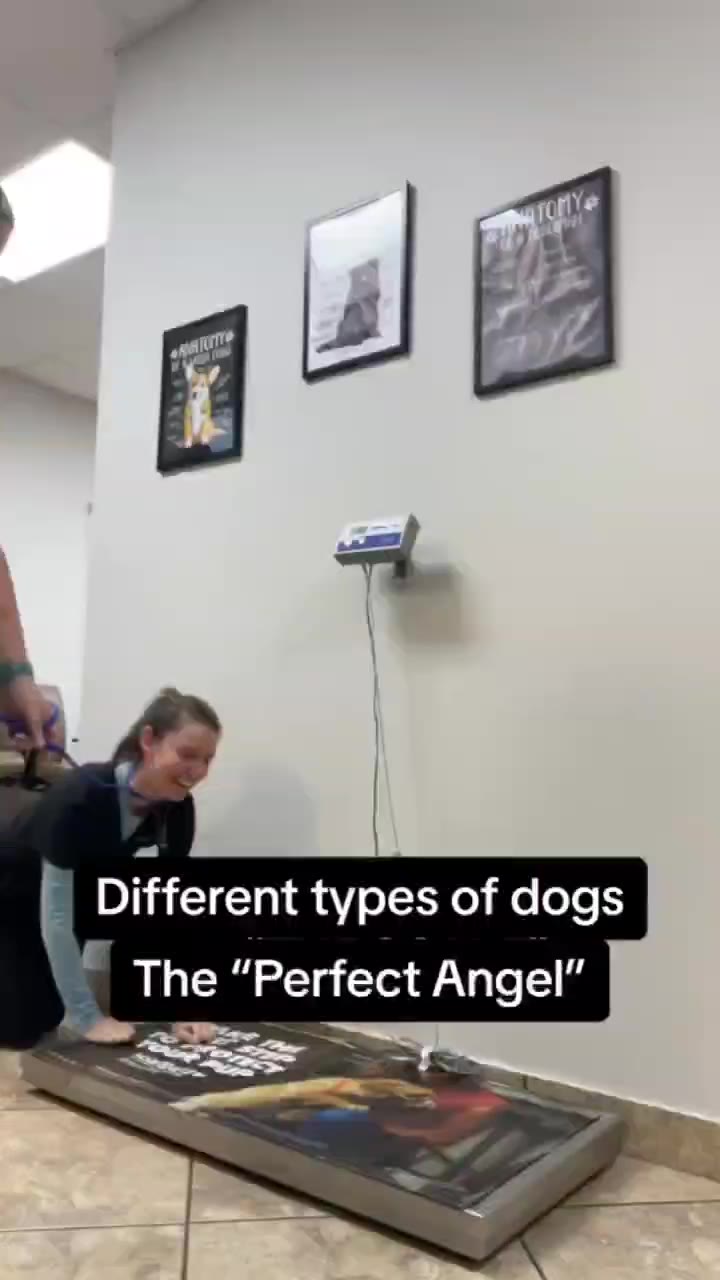 The “Perfect Angel” | Different types of dogs