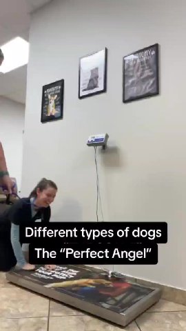 The “Perfect Angel” | Different types of dogs