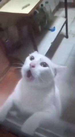 мем