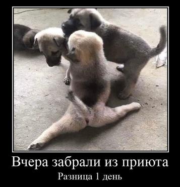Вчера забрали из приюта Разница 1 день