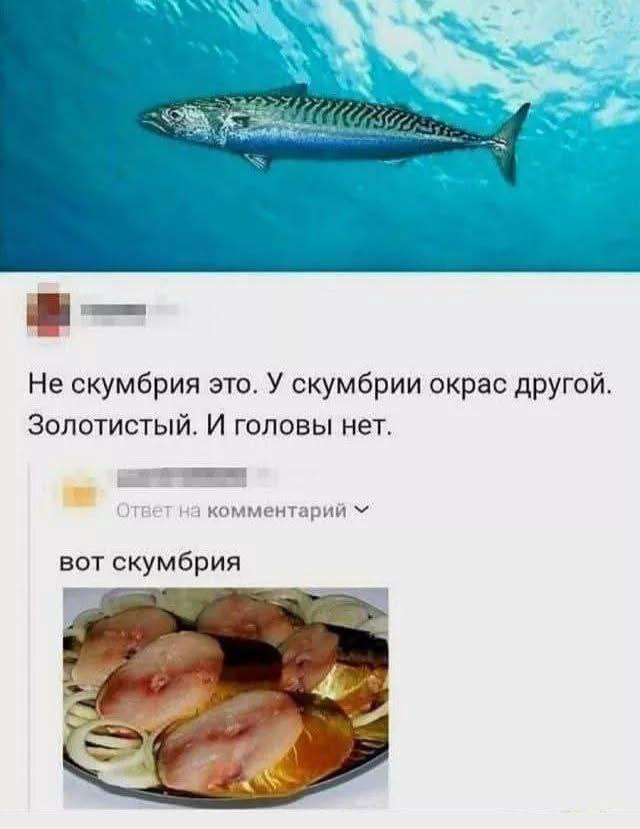 4 Не скумбрия это. У скумбрии окрас другой. Золотистый. И головы нет. Ответна комментарий вот скумбрия