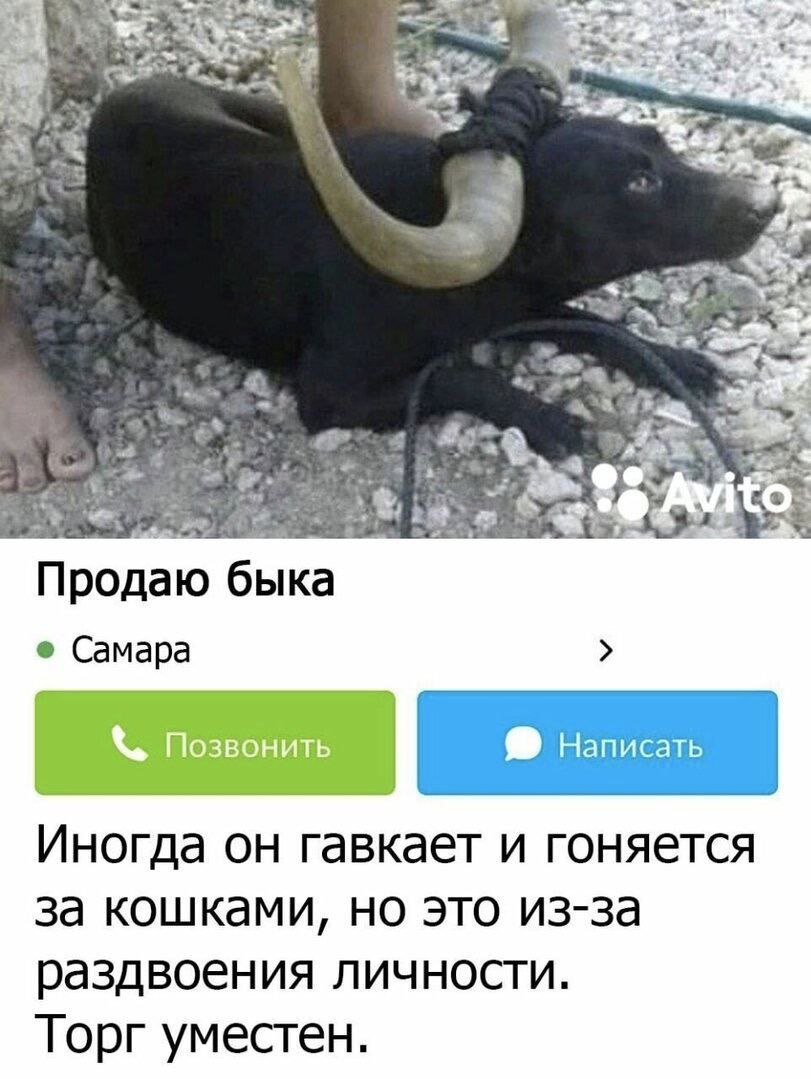 Продаю быка Самара Иногда он гавкает и гоняется за кошками, но это из-за раздвоения личности. Торг уместен.