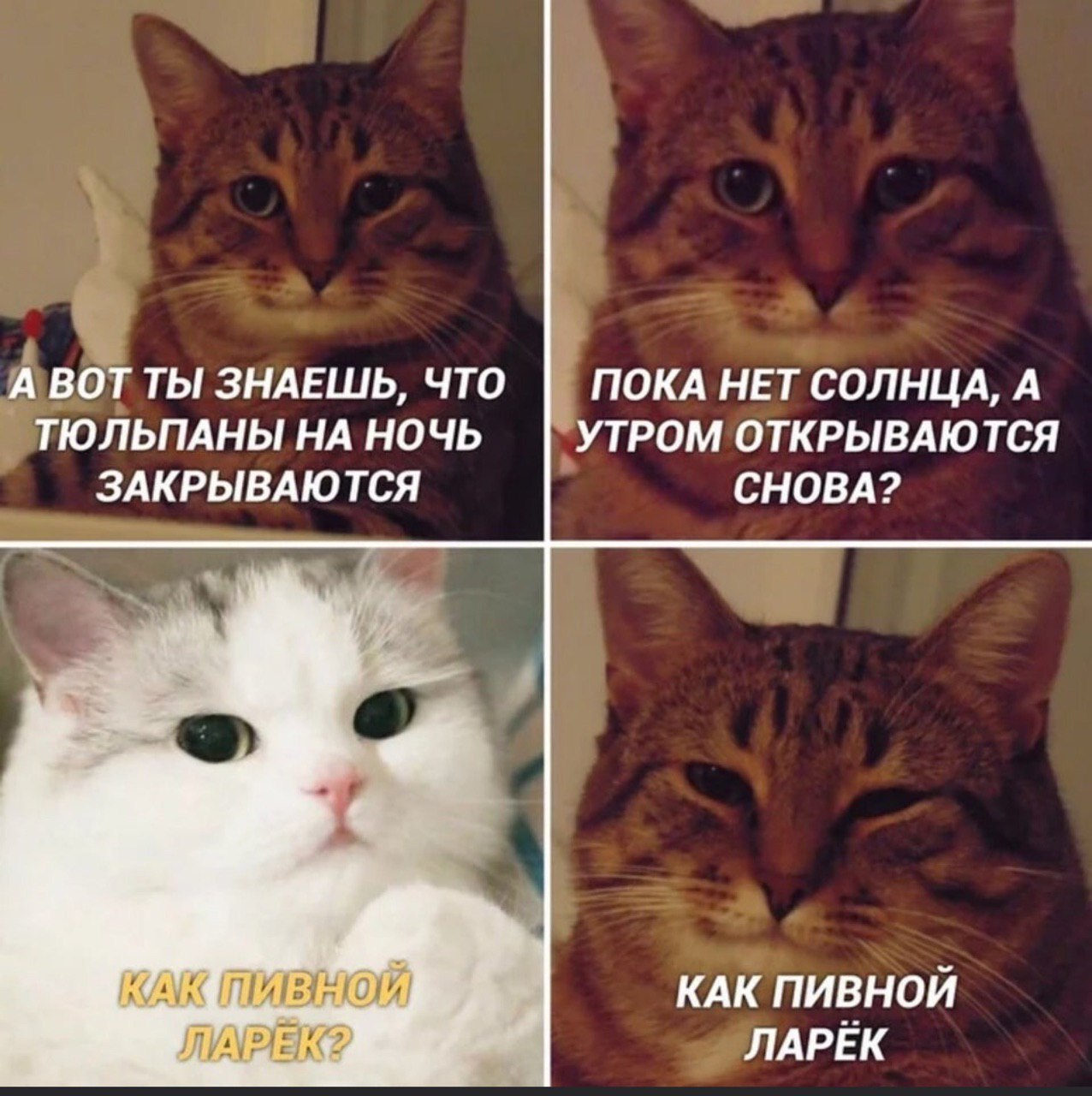 А ВОТ ТЫ ЗНАЕШЬ, ЧТО ПОКА НЕТ СОЛНЦА, А ТЮЛЬПАНЫ НА НОЧЬ УТРОМ ОТКРЫВАЮТСЯ ЗАКРЫВАЮТСЯ СНОВА? КАК КАК ПИВНОЙ ЛАРЁК