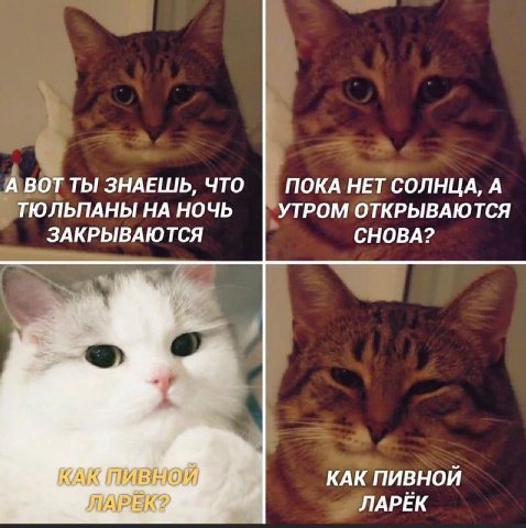 А ВОТ ТЫ ЗНАЕШЬ, ЧТО ПОКА НЕТ СОЛНЦА, А ТЮЛЬПАНЫ НА НОЧЬ УТРОМ ОТКРЫВАЮТСЯ ЗАКРЫВАЮТСЯ СНОВА? КАК КАК ПИВНОЙ ЛАРЁК