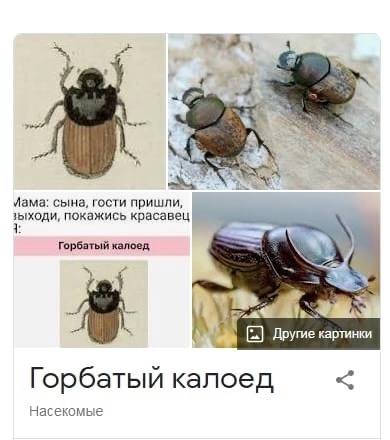 все шутки про slav couples be like: