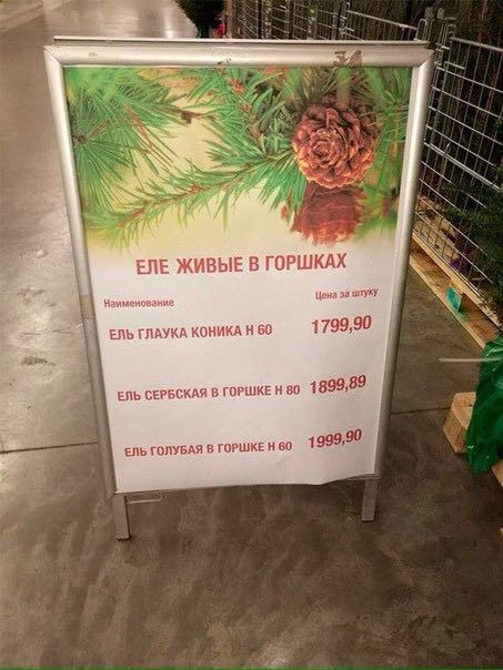 ees ЕЛЕ ЖИВЫЕ В ГОРШКАХ Наимемовани Цена за AS ЕЛЬ ГЛАУКА КОНИКА 60 1799,90 Ель СЕРБСКАЯ В ГОРШКЕ 80 1899,89 4 ЕЛЬ ГОЛУБАЯ В ГОРШКЕ 60 1999, reds