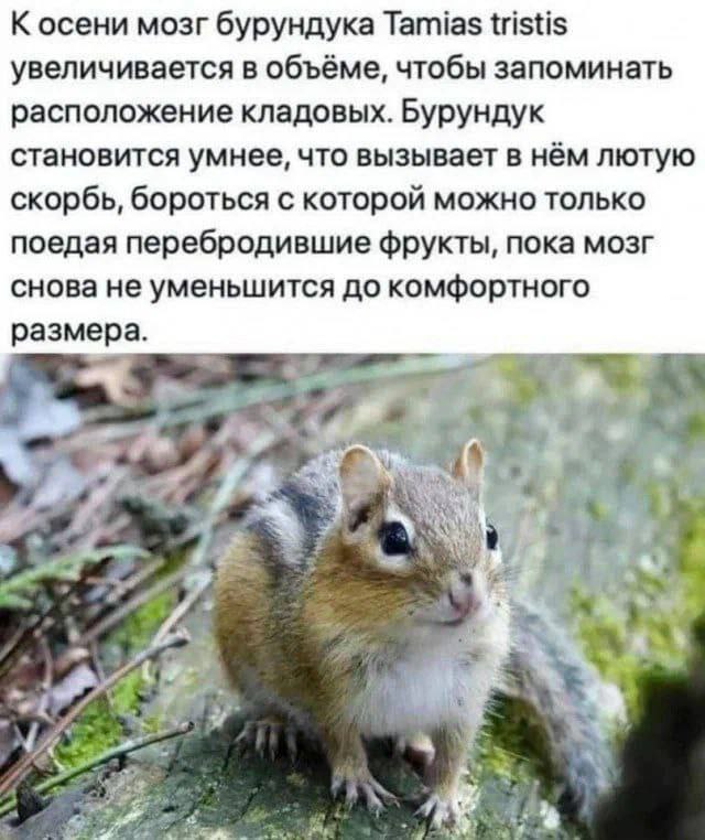 К осени мозг бурундука Tamias tristis увеличивается в объёме, чтобы запоминать расположение кладовых. Бурундук становится умнее, что вызывает в нём лютую скорбь, бороться с которой можно только поедая