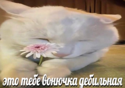 у это тебе GonrouKa дебильная