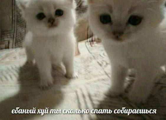 it хуй nua сколько спать собираешься
