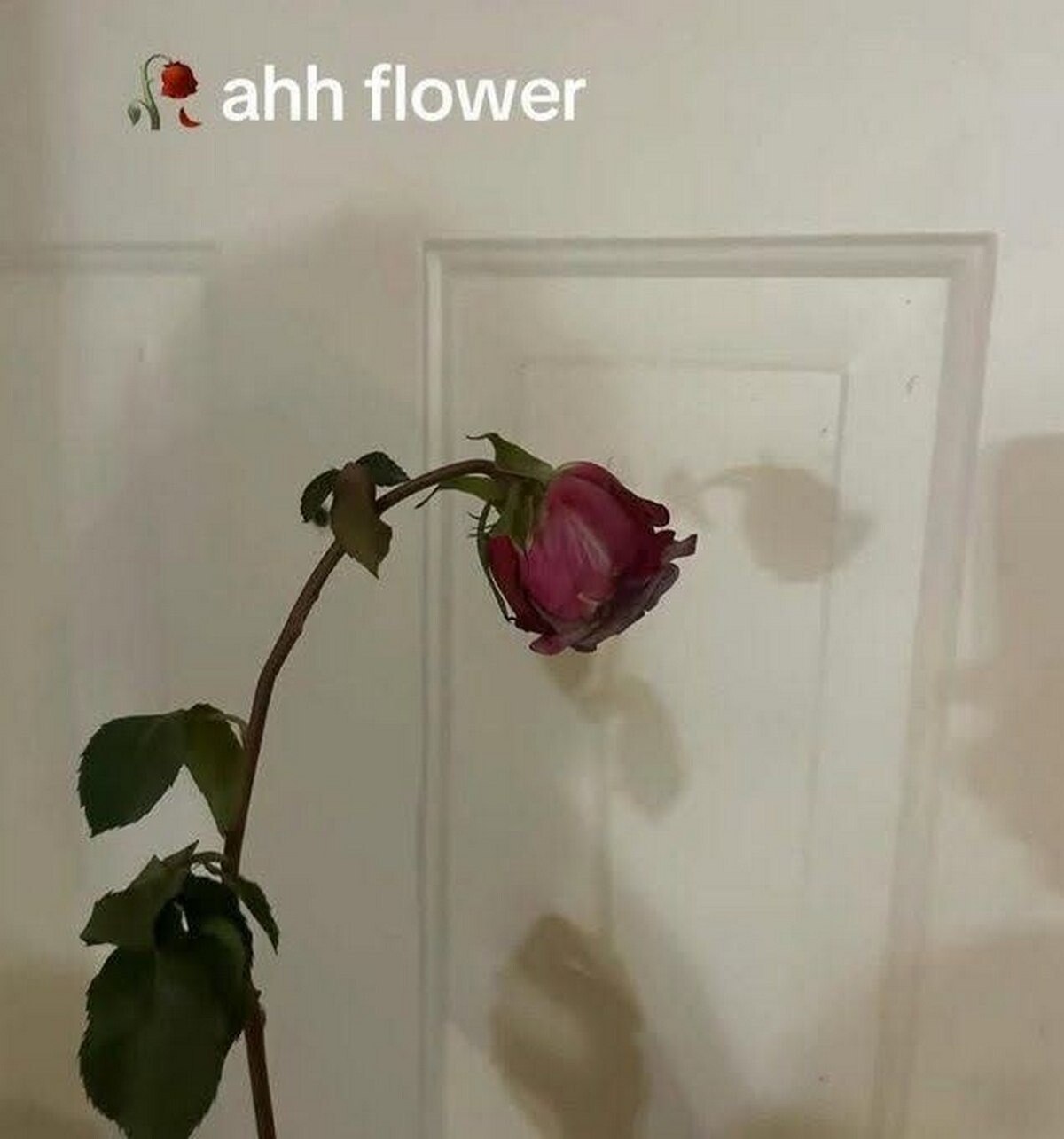 ahh flower