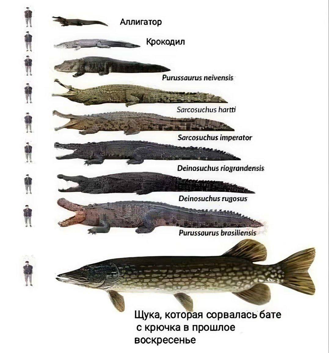 1 Аллигатор Крокодил Purussaurus neivensis Sarcosuchus hartti imperator Deinosuchus riograndensis Deinosuchus rugosus Purussourus Щука, которая сорвалась бате с крючка в прошлое воскресенье