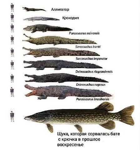 1 Аллигатор Крокодил Purussaurus neivensis Sarcosuchus hartti imperator Deinosuchus riograndensis Deinosuchus rugosus Purussourus Щука, которая сорвалась бате с крючка в прошлое воскресенье
