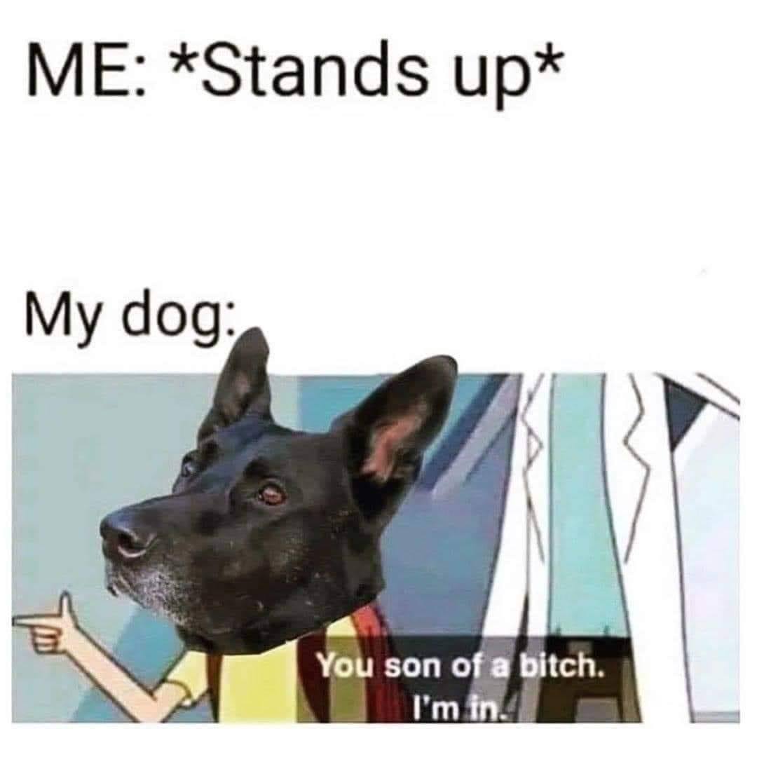 *Stands dog: You son Bitch.