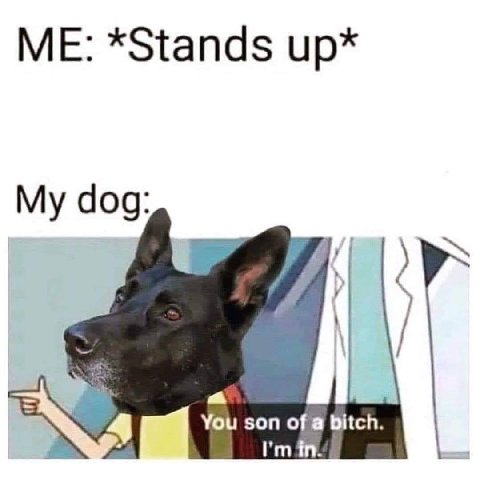 *Stands dog: You son Bitch.