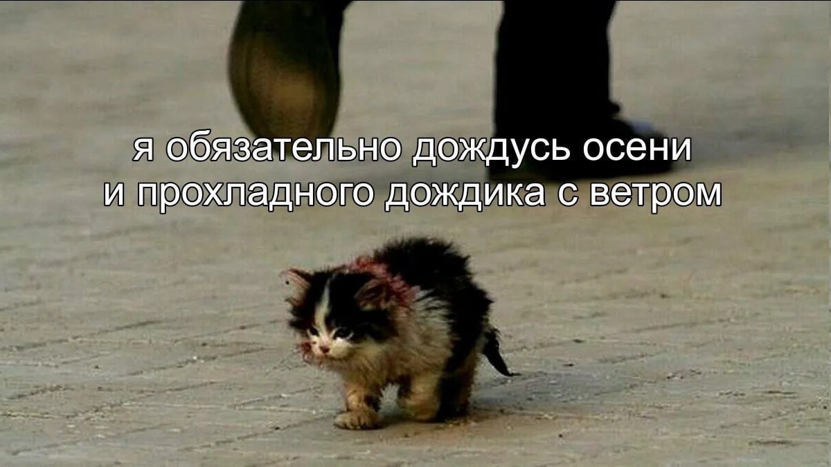 я обязательно дождусь осени и прохладного дождика с ветром