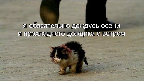 я обязательно дождусь осени и прохладного дождика с ветром