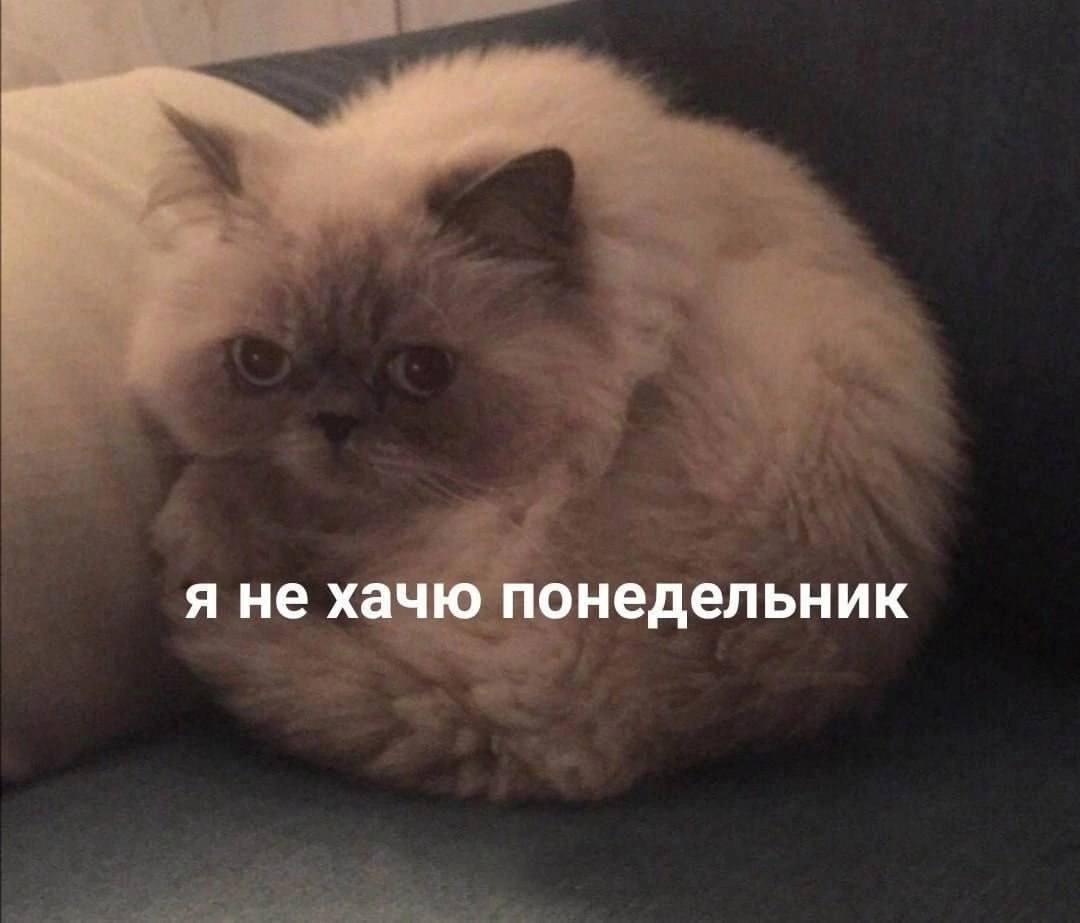 я не хачю понедельник